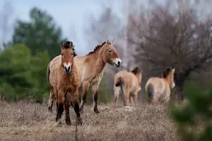 Chernobyl's radioactive landscape is a testament to nature’s resilience and survival spirit