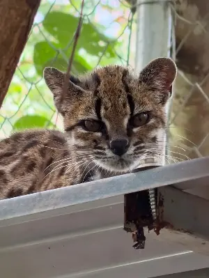 Newly discovered wild cat species faces 3 major threats to its existence