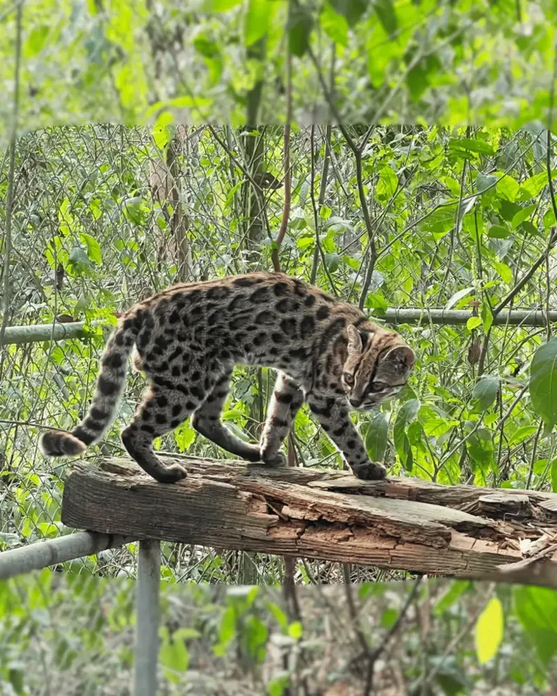 The Leopardus tilcayo is described as “elusive.”