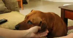 Dogs can sense human stress through smell.
