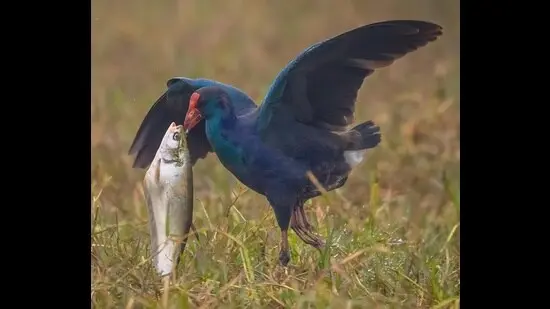 Grey-headed swamphen with an unusual food item, a fish. (PHOTO: ANUJ JAIN)