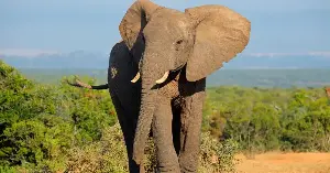 In 2023, researchers placed a GPS collar on a young bull elephant in Zambia. Two years later, his path stretched across four countries and six national parks, revealing the ancient routes elephants still remember, and the human borders now cutting through them