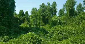 Kudzu's true impact on the South
