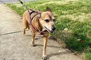 How to spot the early signs of dementia in your dog