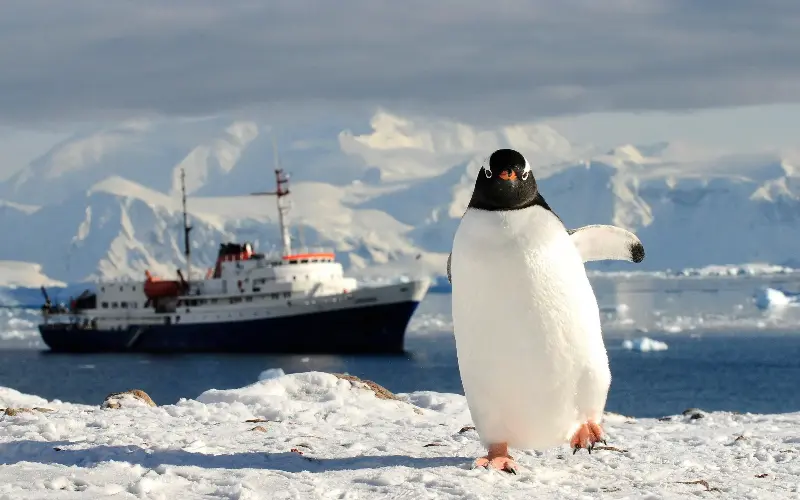 Along the Antarctic Peninsula, penguin colonies pack the shoreline - Nature Picture Library
