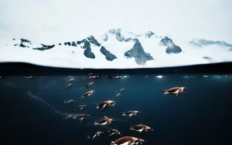 Gentoo penguins follow Krill under the mountains of Antarctica - Matthew Sharp
