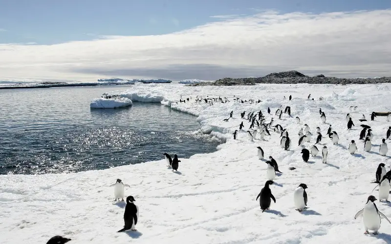 Antarctica has long been one of the world’s greatest experiments in international cooperation - Pauline Askin
