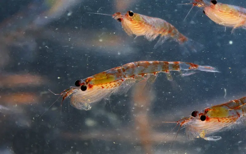 The industry is scaling up capacity at precisely the moment the krill population can least absorb it - David Tipling