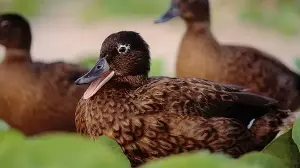 The Laysan duck's recovery story