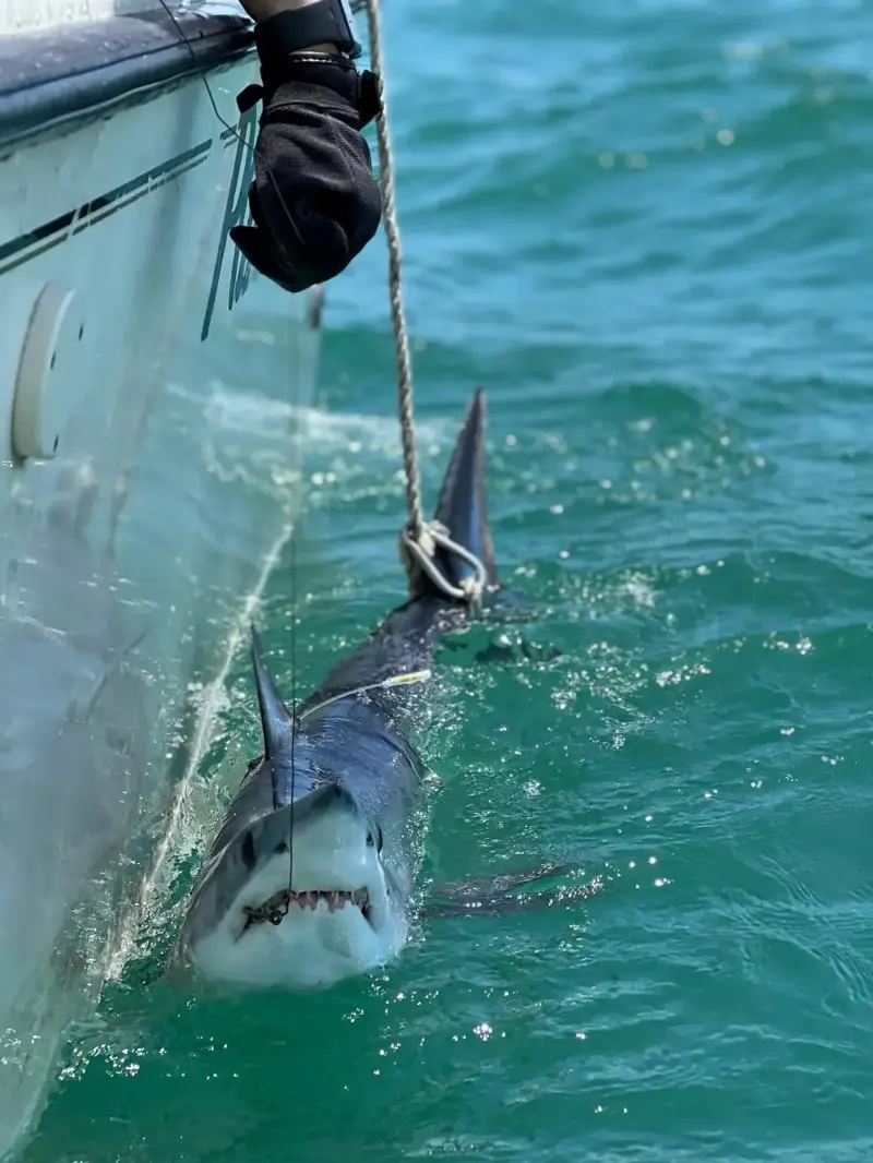 A mako shark temporarily caught by researchers is seen alongside a boat off Long Island, New York, on June 19, 2024.  REUTERS