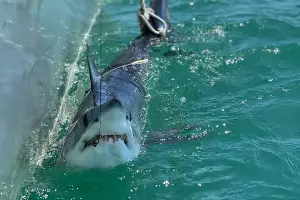Sharks assist storm forecasters