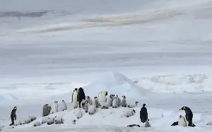 Penguins dying as Antarctic ice melts too early