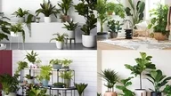 Feng Shui plants that prefer shade: The secret to choosing plants for a prosperous home.