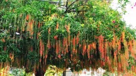 These three types of trees are considered symbols of wealth and prosperity when planted in front of the house.