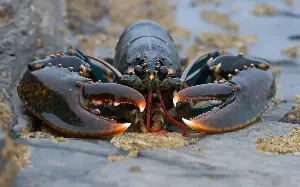 Lobsters at risk from ‘extreme sea heatwave’