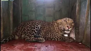 Ahilyanagar forest dept proposes separate facility to house 200 leopards