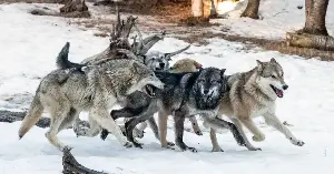 Wolves practice cooperative parenting.